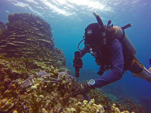 Professional using Nemo Power Tools underwater